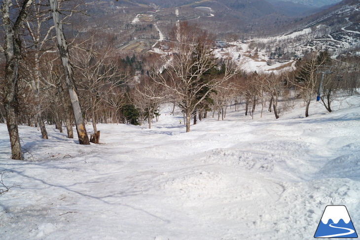 サッポロテイネ 現在積雪 215cm。山麓まで思いっきり滑れます！